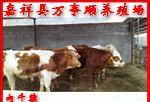 肉牛價格-肉牛多少錢一頭