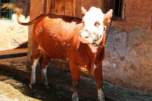全國最新肉牛價格 牛市交易行情 牛肉價格 肉牛市集信息更新