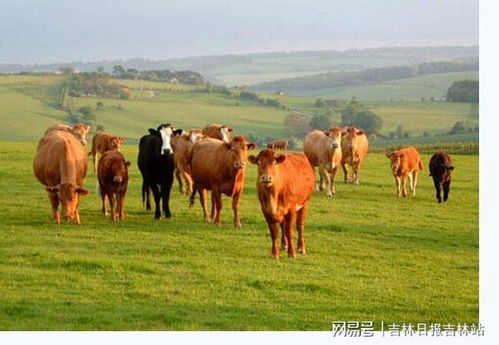 磐石市肉牛產(chǎn)業(yè)實現(xiàn) 開門紅