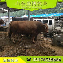 如何養(yǎng)肉牛好