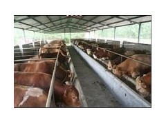 現(xiàn)在牛犢多少錢一個 山東小牛犢多少錢_農(nóng)副產(chǎn)品_世界工廠網(wǎng)
