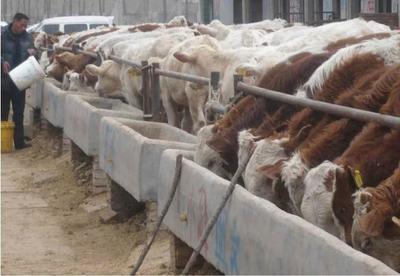【內蒙哪里賣肉牛我想買肉牛去哪里-忻州肉牛交易市場】價格,廠家,牛-搜了網