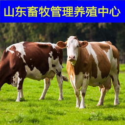 一頭肉牛有多重價格,產品報價
