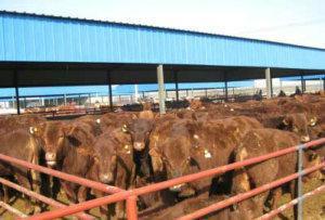 【河南肉牛浙江肉牛湖南肉牛福建肉牛四川肉牛文明牧業】價格_廠家_圖片 -