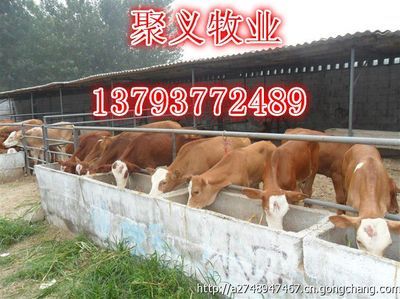 魯西黃牛肉牛_農副產品_世界工廠網