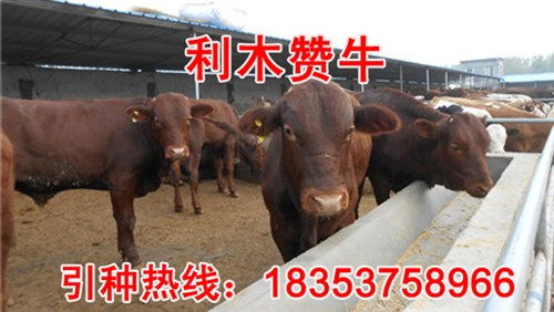 吉林肉牛的銷路