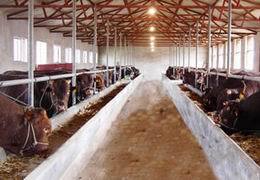 福建肉牛價格 福建黃牛犢價格_農副產品_世界工廠網
