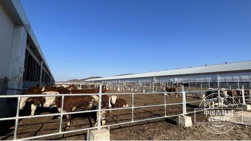 高質量發展縣域行 樺甸市 打造精品肉牛養殖發展示范區 推動肉牛產業全鏈條發展