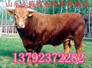 南澗肉牛多少錢 特產網