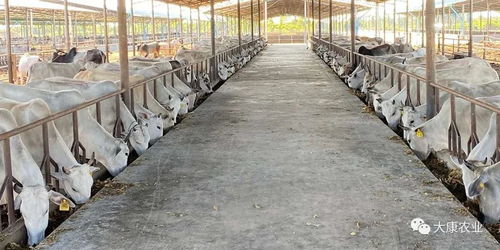 鵬欣集團與渤商所簽署合作協議 首創中國肉牛及相關產品現貨線上銷售模式