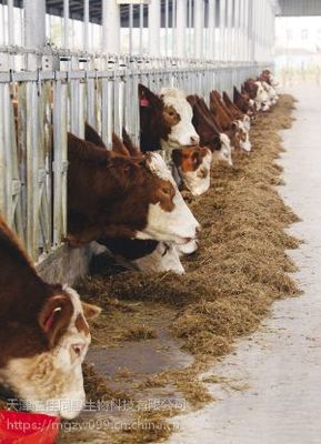 肉牛預混料800斤快速育肥