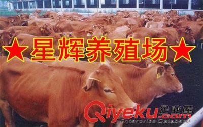 肉牛多少錢一頭 繁殖母牛 優質育肥肉牛養殖基地-嘉祥縣星輝養殖場提供肉牛多少錢一頭 繁殖母牛 優質育肥肉牛養殖基地的相關介紹、產品、服務、圖片、價格嘉祥縣星輝養殖場、肉牛;肉羊;肉驢;馬;肉狗