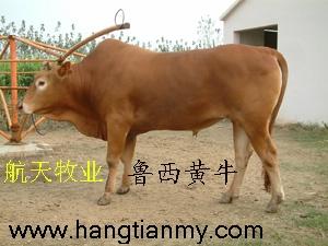 供應肉牛 純種肉牛 雜交肉牛 改良肉牛 育肥肉牛批發–供應肉牛 純種肉牛 雜交肉牛 改良肉牛 育肥肉牛廠家–供應肉牛 純種肉牛 雜交肉牛 改良肉牛 育肥肉牛供應商
