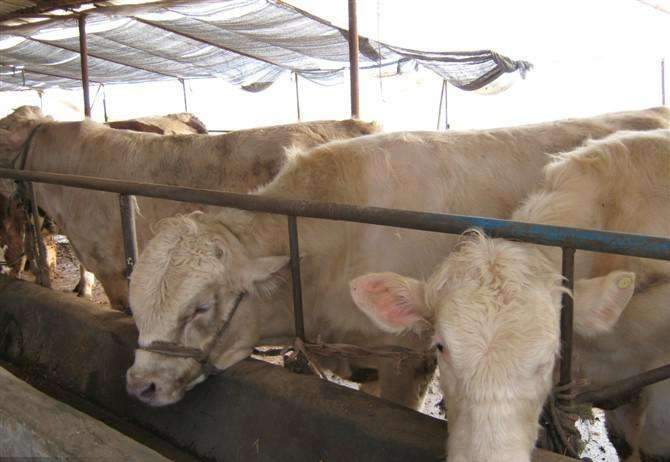 養(yǎng)殖肉牛不可忽視消毒