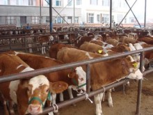 湖南肉牛價格湖南肉牛價格_梁山縣為民肉牛肉羊肉驢養(yǎng)殖場 - 商國互聯(lián)網(wǎng)