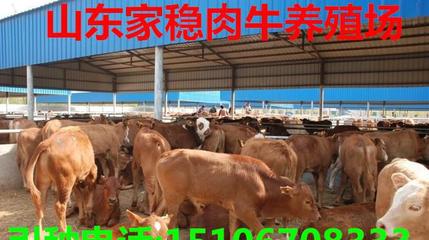 大魯西黃牛肉牛,成年屠宰牛多少錢一斤,架子牛價格,牛犢出售