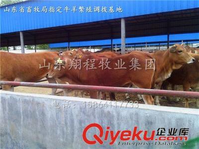 花牛西門塔爾牛牛犢 出肉率最高的肉牛品種 免費運輸,貨到付款圖片|花牛西門塔爾牛牛犢 出肉率最高的肉牛品種 免費運輸,貨到付款產(chǎn)品圖片由嘉祥縣鵬耀養(yǎng)殖場公司生產(chǎn)提供-