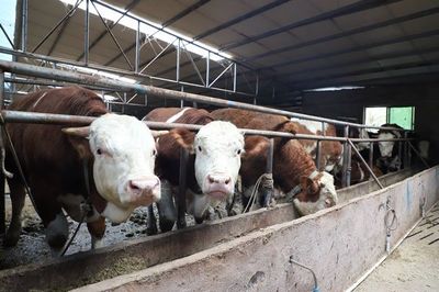 黔南三都:發展生態肉牛 助力鄉村振興