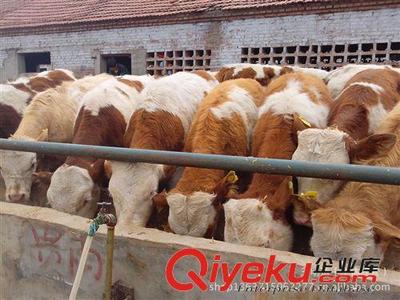 肉牛價格 牛種 牛苗與優質肉牛犢 養牛場 買牛免費運輸圖片|肉牛價格 牛種 牛苗與優質肉牛犢 養牛場 買牛免費運輸產品圖片由王明運(個體經營)公司生產提供-
