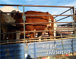 內蒙古紅花肉牛犢市場直銷小牛崽養殖用的小牛崽種苗按個出售