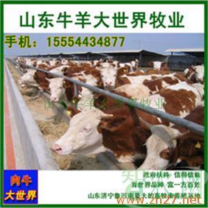 肉牛價格肉牛批發商肉牛廠家肉牛交易中心_山東牛羊大世界牧業_智農分級_知e農網(智農網)
