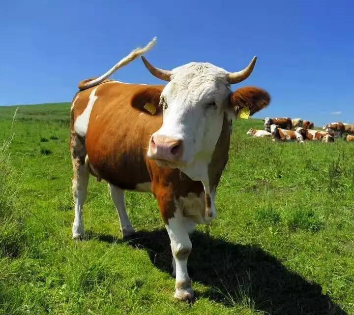【肉牛剩料采食量低傻吃肥保(寶)提高肉牛采食量】