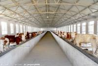 供應吉林省肉牛價格肉牛養殖_農副產品_世界工廠網中國產品信息庫