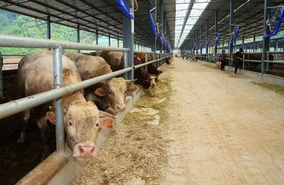 你吃了嗎?云安區肉牛產業園核心區首批肉牛上市
