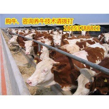 養牛的利潤與成本江蘇省南京市肉牛養殖場選址-企匯網