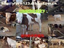 【養肉牛場圖】300-500斤,價格,廠家,圖片,供應商,牲畜,嘉祥縣航宇牛羊驢養殖場 - 產品庫 - 阿土伯交易網