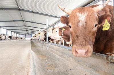梨樹縣:肉牛養殖新模式助農增收