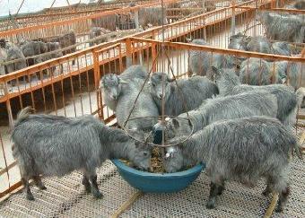 肉牛養殖利潤-肉牛市場行情-養肉牛_志趣網