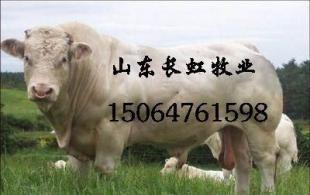 肉牛、育肥牛、屠宰牛、菜牛、肉用牛、肉牛犢_農副產品_世界工廠網中國產品信息庫