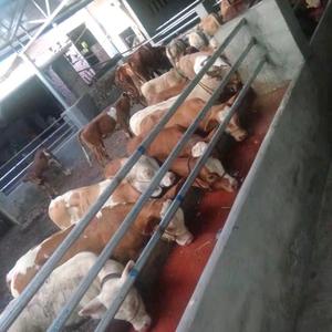 肉牛養(yǎng)殖