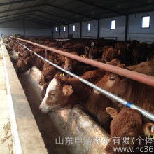 山東活牛羊價(jià)格 山東活牛羊批發(fā) 山東活牛羊廠家 