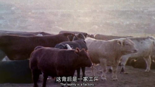 食品工廠12食品工廠對(duì)食品真相的掩蓋 上