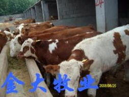 黑白花供應(yīng)信息 黑白花批發(fā) 黑白花價(jià)格 找黑白花產(chǎn)品上