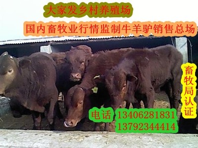 牛養(yǎng)殖老孟@!@~_農(nóng)副產(chǎn)品_世界工廠網(wǎng)