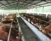長(zhǎng)壽區(qū)、奉節(jié)縣、潼南縣、巴南區(qū)什么地方有肉牛養(yǎng)殖場(chǎng)哪里賣(mài)種羊_農(nóng)副產(chǎn)品_世界工廠網(wǎng)中國(guó)產(chǎn)品信息庫(kù)