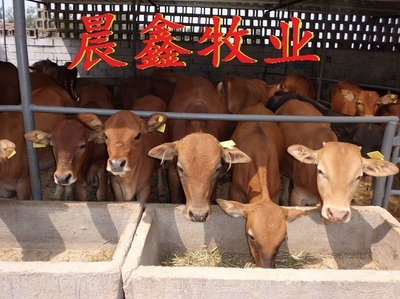 肉羊育肥技巧價(jià)格-山東晨鑫肉羊養(yǎng)殖基地_農(nóng)副產(chǎn)品_世界工廠網(wǎng)