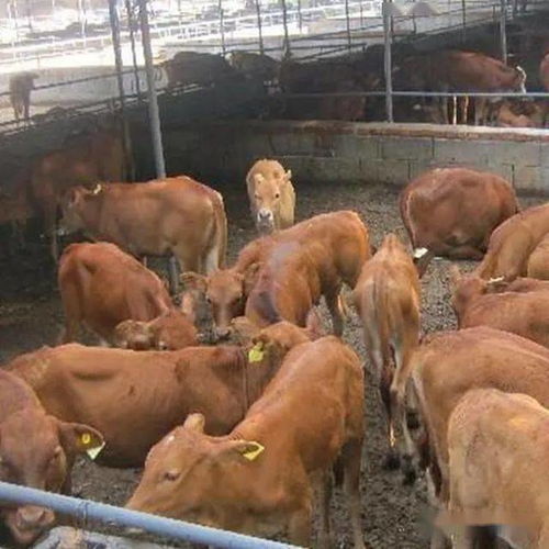 牛肉大量進(jìn)口滿足市場需求,牛肉就會跌到30元嗎 我看未必