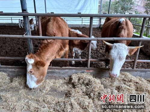 達(dá)州宣漢擦亮 蜀宣花牛 金字招牌 助力鄉(xiāng)村振興